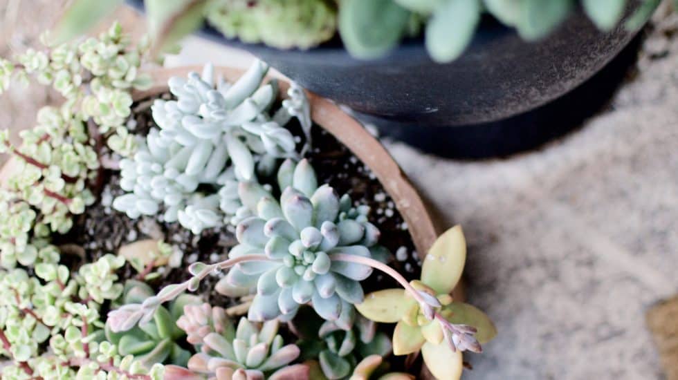 Spring Succulent Garden