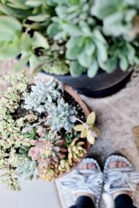Spring Succulent Garden